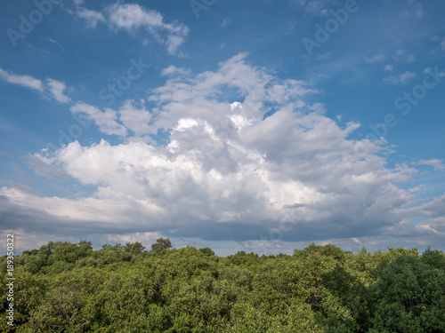 many trees