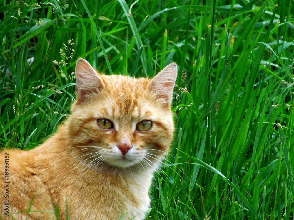 Portrait of red-haired tomcat lurking in grass.