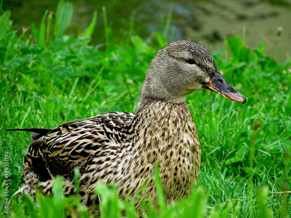 Wild duck on the meadow Wild duck on the meadow