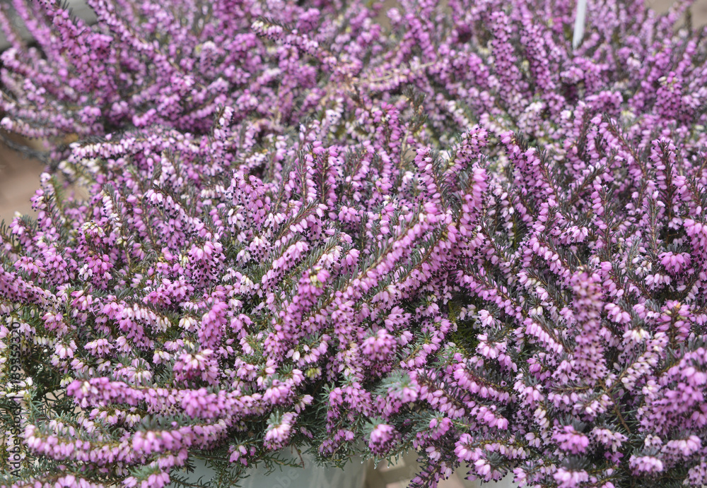 Calluna Plant With Pink Flowers Calluna Plant With Pink Flowers
