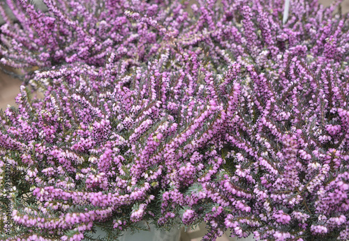 Calluna Plant With Pink Flowers