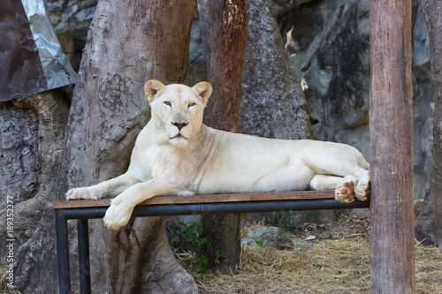 Closeup - female white Lion in zoo at Asia Thailand 