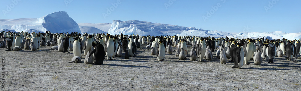 Obraz premium Panorama of Emperor penguin colony( aptenodytes forsteri)on the sea ice of Davis sea,Eastern Antarctica