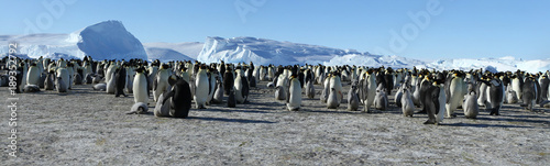 Panorama of Emperor penguin colony  aptenodytes forsteri on the sea ice of Davis sea Eastern Antarctica