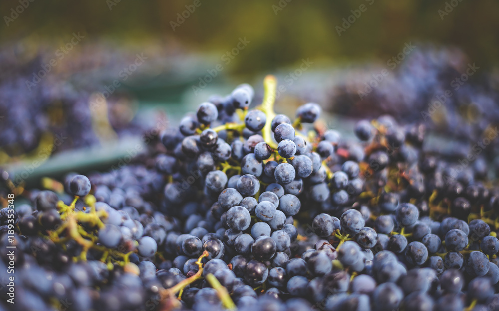 Blue vine grapes. Grapes for making ice wine. Detailed view of a frozen grape vines in a vineyard in autumn Blue vine grapes. Grapes for making ice wine. Detailed view of a frozen grape vines in a vineyard in autumn