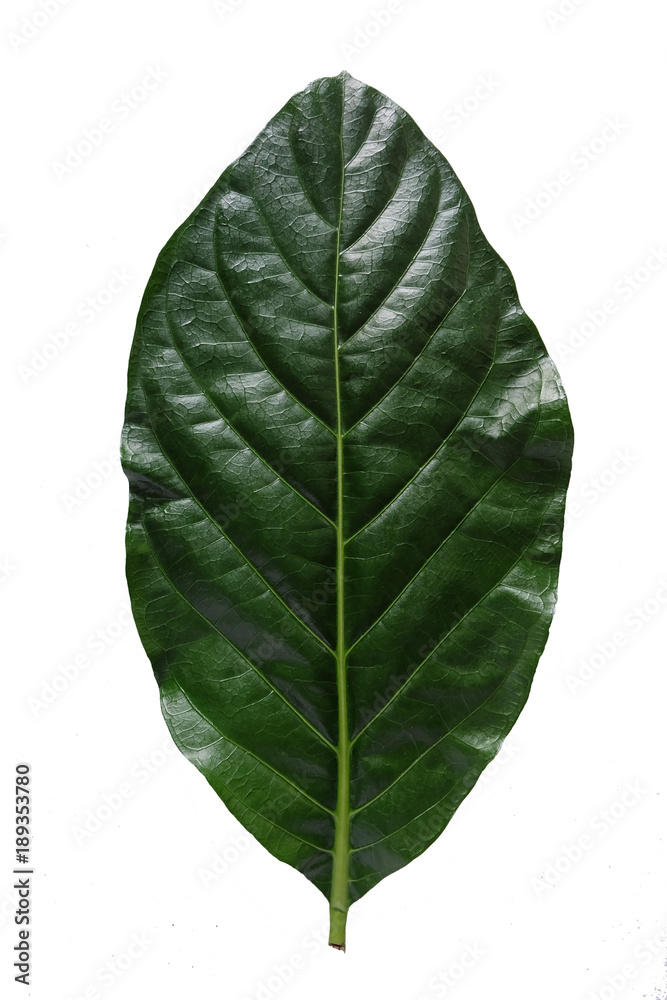 Obraz premium Morinda citrifolia leaves isolated on a white background, Noni, Indian mulberry