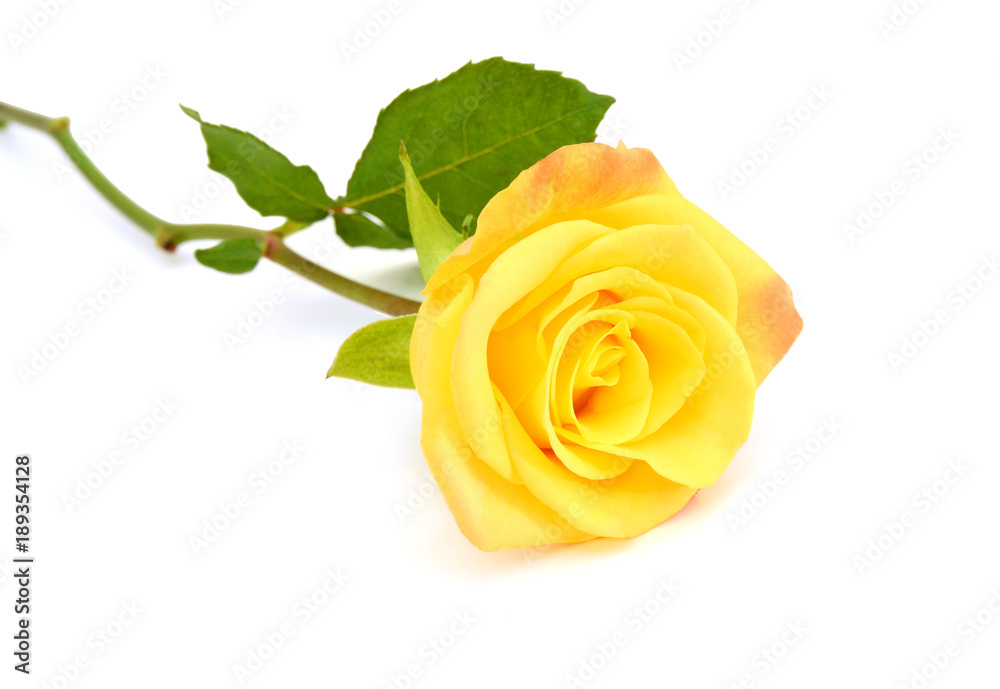 single yellow rose; isolated on white background; single yellow rose; isolated on white background;