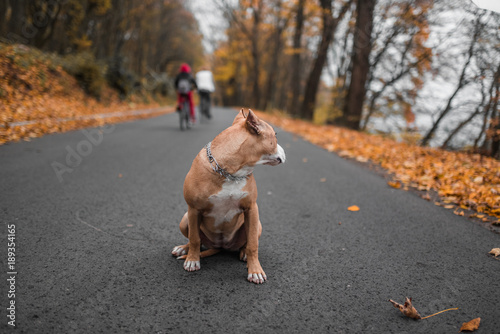 Dog American Pit Bull Terrier, portrait on nature. Sitting on the road. Autumn time.