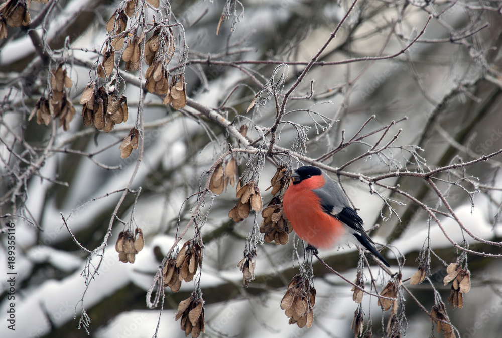 Bullfinch sitting on a branch of a maple Bullfinch sitting on a branch of a maple