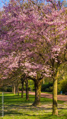 Cherry tree blossom. Beautiful nature scene with blooming tree