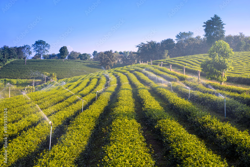 Tea field agriculture at Chiangrai, Thailand.