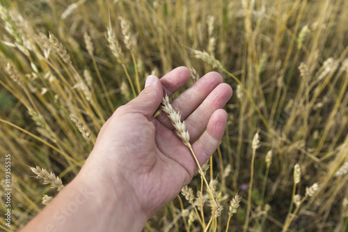 Farmer in field touching his wheat ears