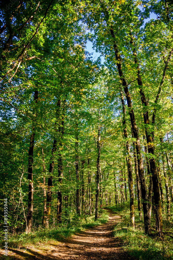Fototapeta premium beautiful green forest. Forest trail landscape