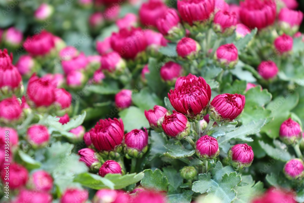 Chrysanthemum flower in tropical Chrysanthemum flower in tropical