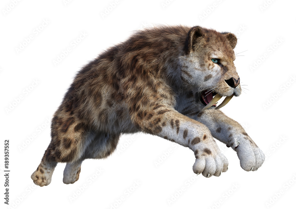 Fototapeta premium 3D Rendering Sabertooth Tiger on White