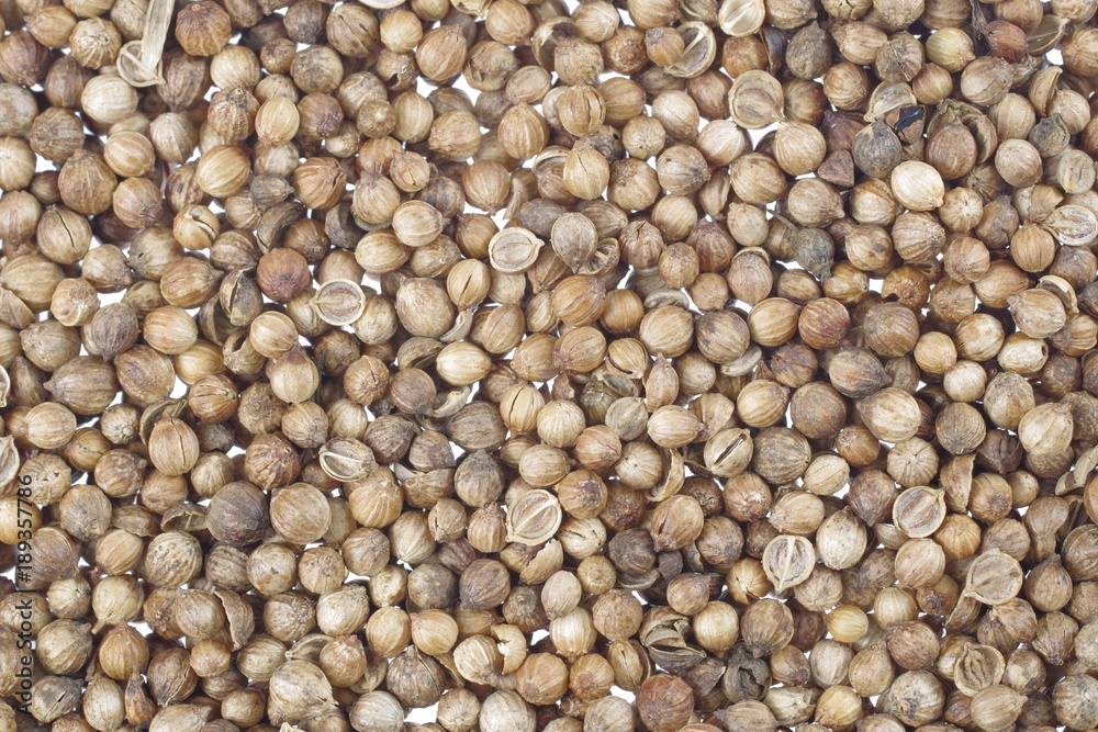 dry coriander seeds dry coriander seeds