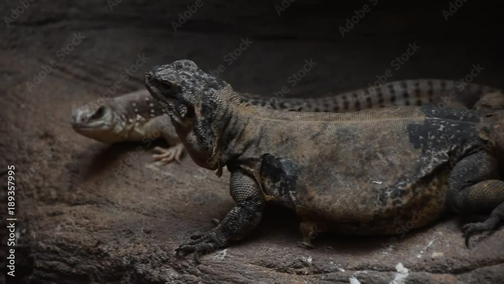 Close side profile portrait of couple of up two iguana or agama lizards crawling on rocks, high angle view Close side profile portrait of couple of up two iguana or agama lizards crawling on rocks, high angle view