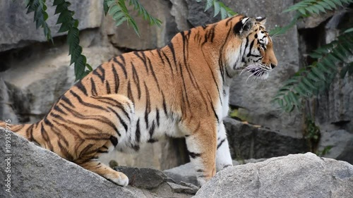 Close up side profile portrait of one young Amur Siberian tiger on the rocks, looking away, low angle view