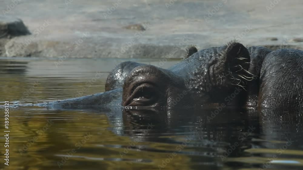 Close up portrait of one hippopotamus swimming in water, extreme close up, low angle view Close up portrait of one hippopotamus swimming in water, extreme close up, low angle view