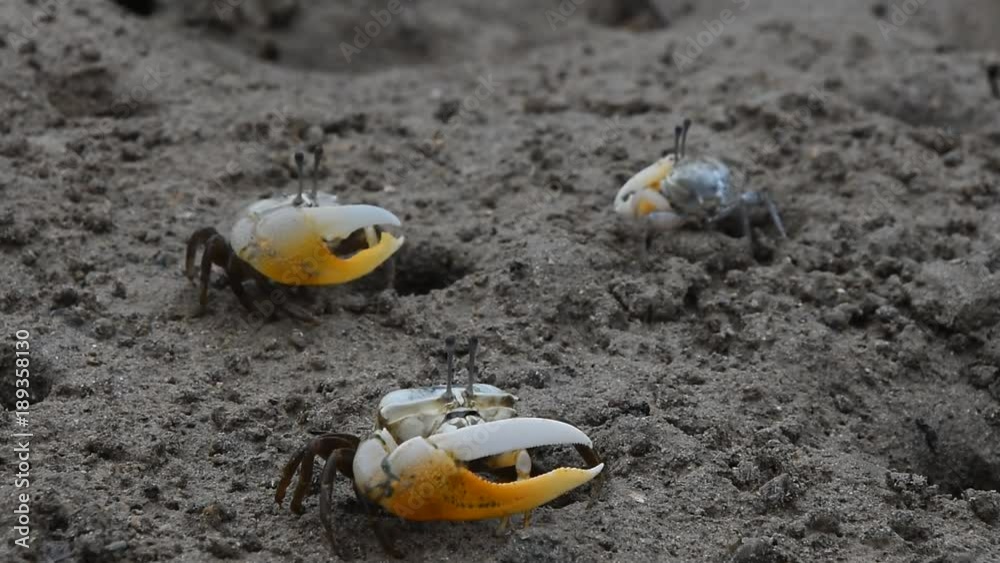 Close up of three small tropical fiddler crabs with big yellow claws crawling in mud of sand sea shore beach, high angle view Close up of three small tropical fiddler crabs with big yellow claws crawling in mud of sand sea shore beach, high angle view