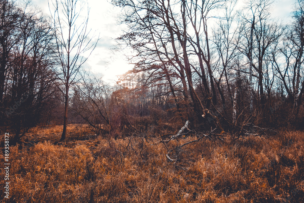 beautiful winter landscape with rural trees and brown corn grass beautiful winter landscape with rural trees and brown corn grass