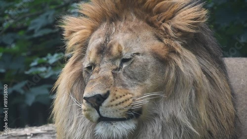 Extreme close up portrait of one young male yawning, low angle view