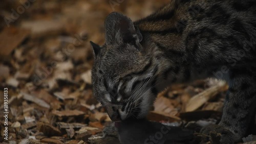 Close up side profile view of margay wildcat eating rat in the dark, low angle