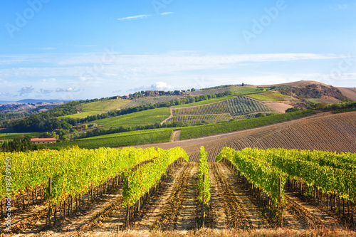 Summer rural landscape with vineyards in Tuscany  Italy