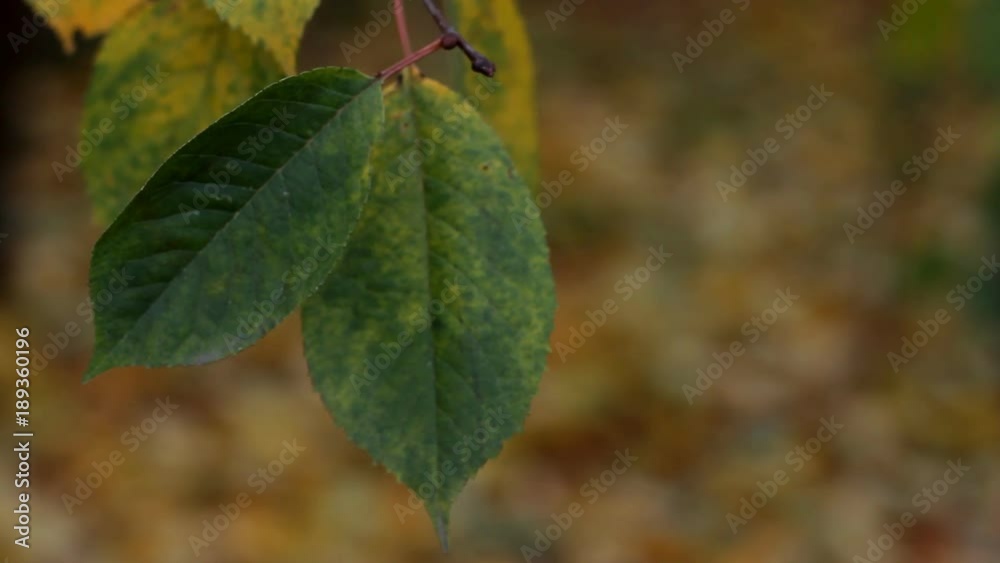 Autumn leaves sways on the branch from the wind
Autumn leaves sways on the branch from the wind