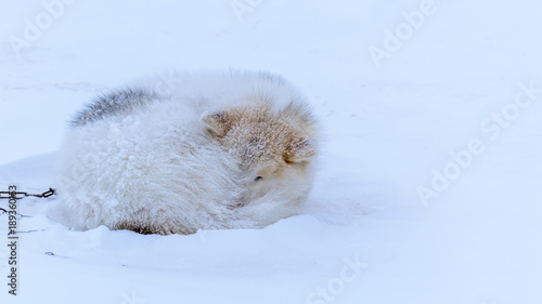 Schlittenhund im Schnee © eloko67