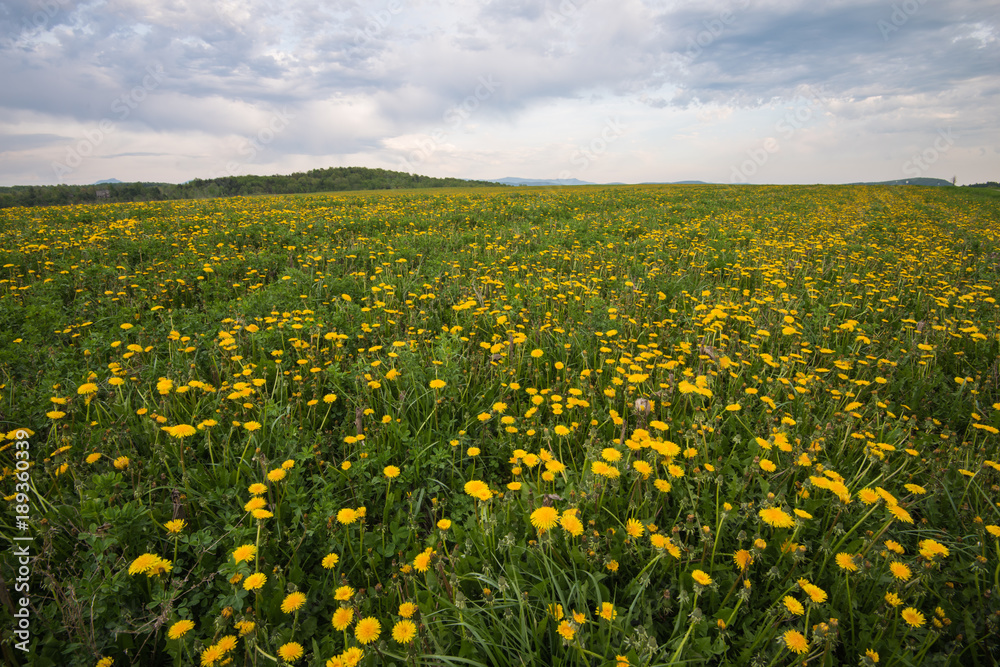 Dandelion Field