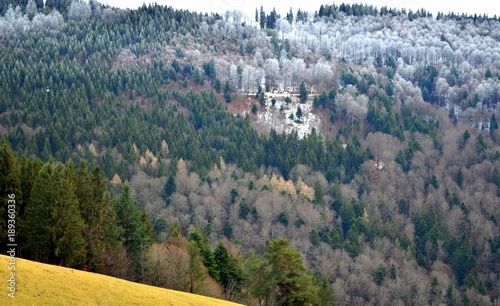 Wiese vor Winterwald auf dem Geiersnest photo