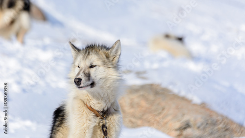 Schlittenhund in Grönland