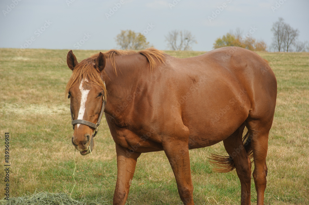 Horse enjoying hay in the field