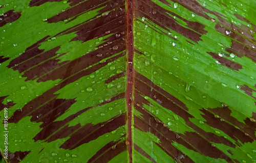 Blood Banana Leaf photo