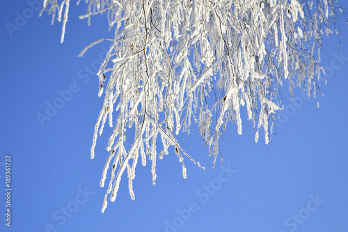 ветки дерева в снегу на фоне неба. береза в инее.