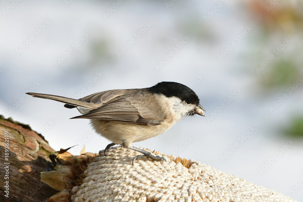 Obraz premium marsh tit ,Poecile palustris,a passerine bird 