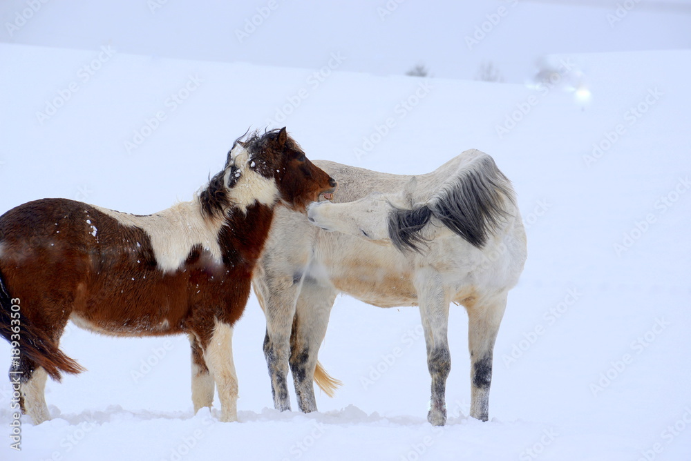 Winterlove, two cute horses playing in the snow Winterlove, two cute horses playing in the snow