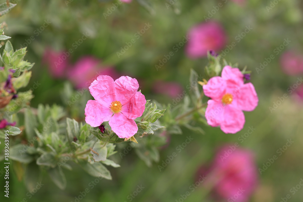 Fototapeta premium Blühende Zistrose (Cistus), Heilpflanze