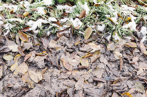 Closeup on leaves, grass and snow