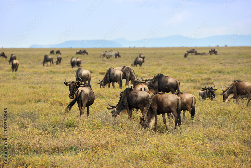 Wildebeest, african wildlife. Africa, Tanzania Wildebeest, african wildlife. Africa, Tanzania