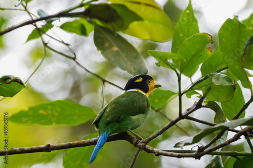 Long Tailed Broadbill bird in green blue yellow perching on tree branch in forest, Malaysia photo