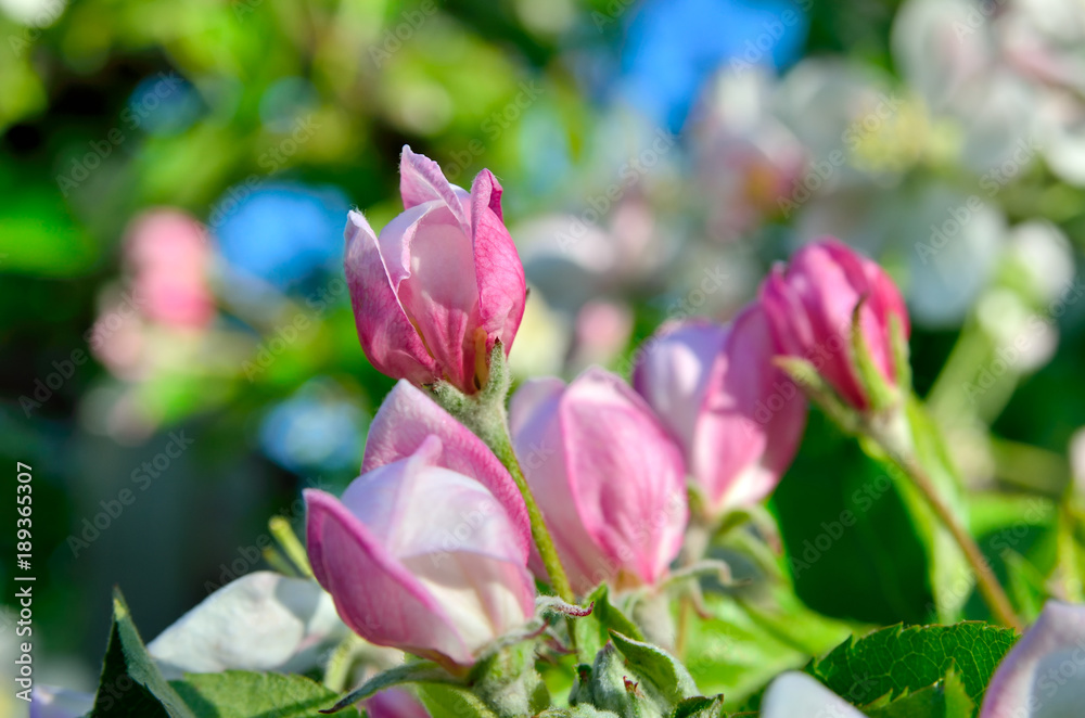 Young apple-tree flowers in the spring garden Young apple-tree flowers in the spring garden
