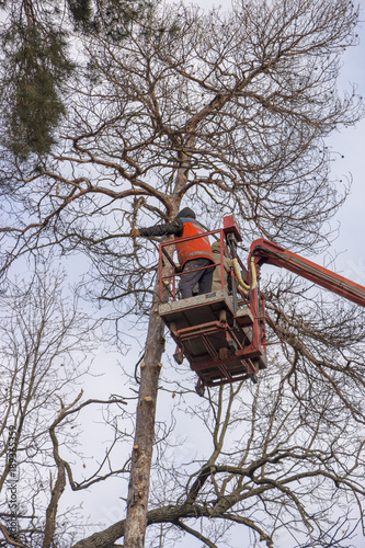 Autotower, elimination of emergency trees. Workers on parts to eliminate dry pine.