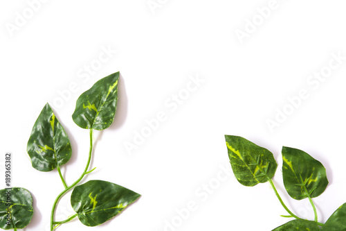 Tropical green leaves on white background. Top view.