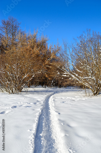 Winter trees covered with snow against the blue sky