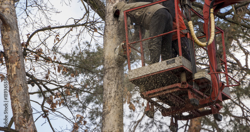 Autotower, elimination of emergency trees. Workers on parts to eliminate dry pine. photo