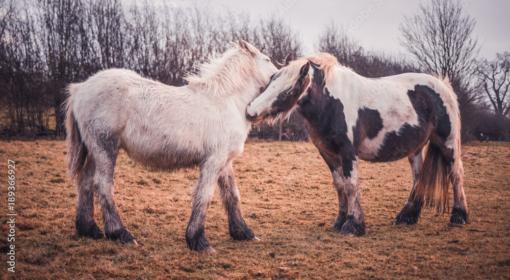 Fototapeta premium two horses in love