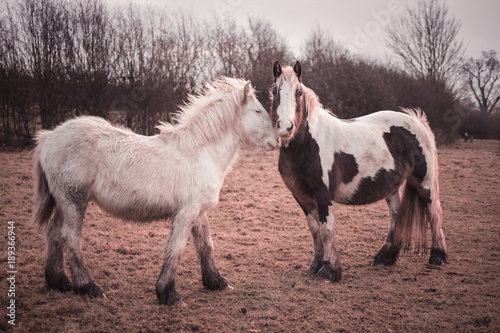 two horses in love
