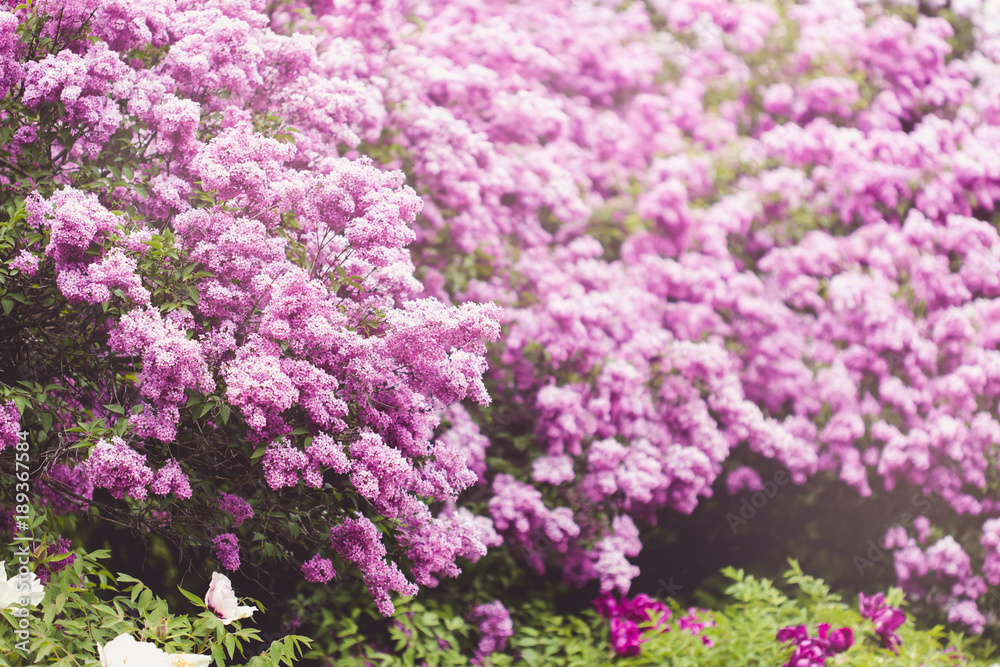 Violet lilac flowers background